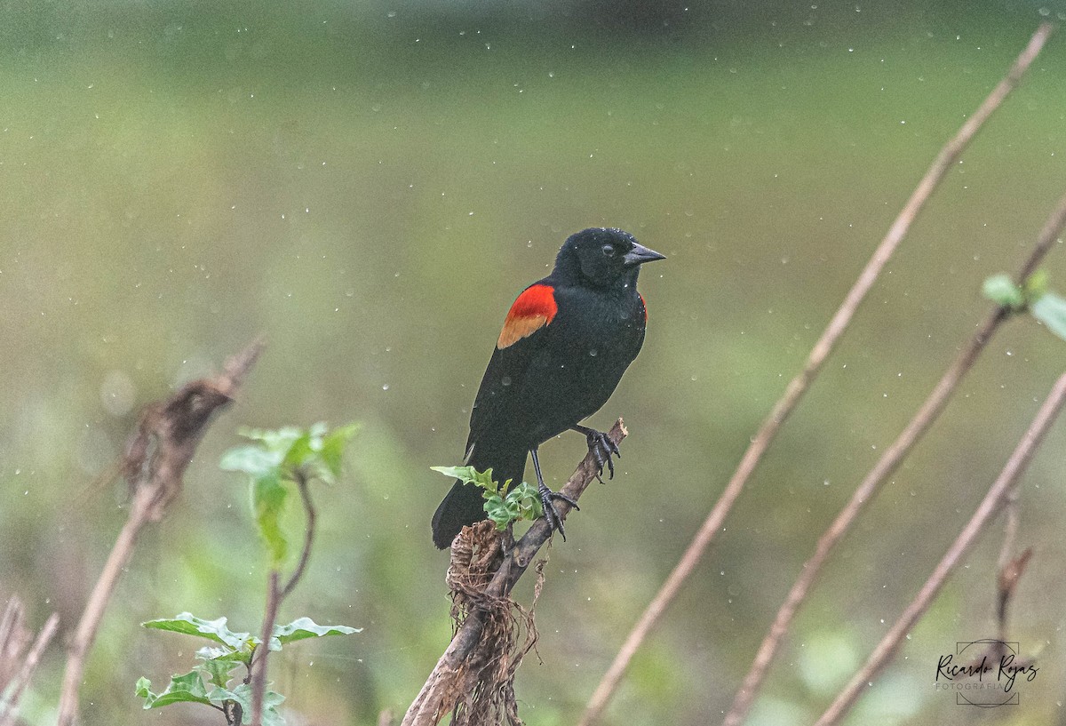 ハゴロモガラス - ML645613338