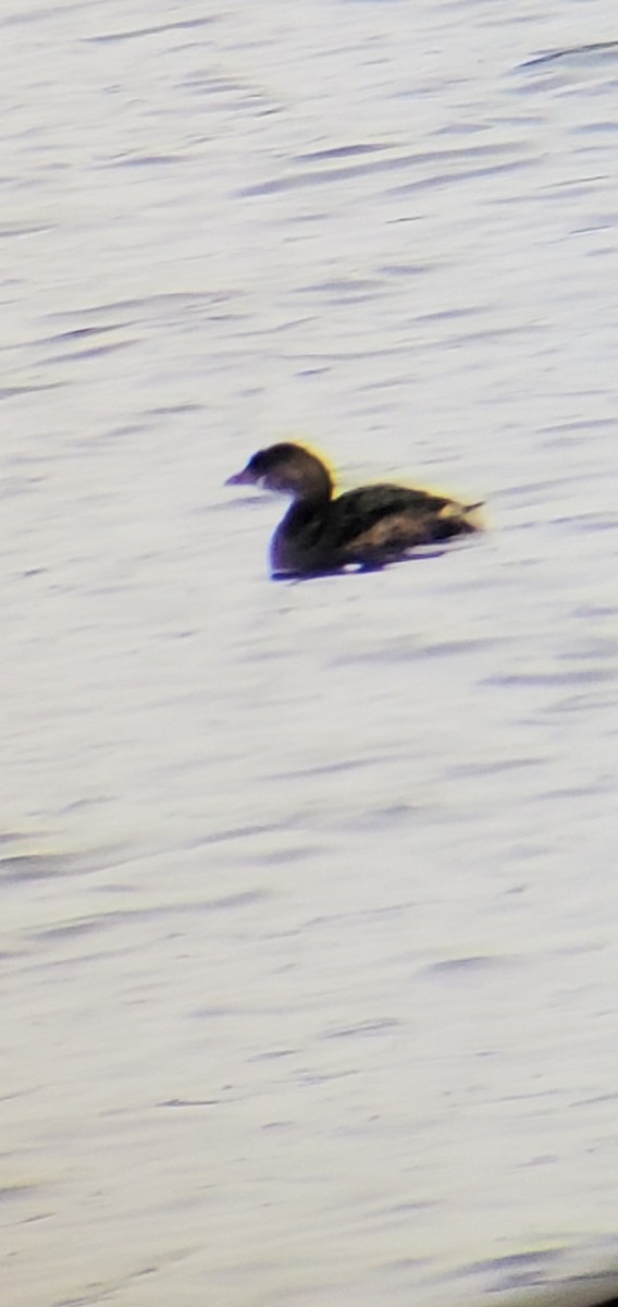 Pied-billed Grebe - ML645613343