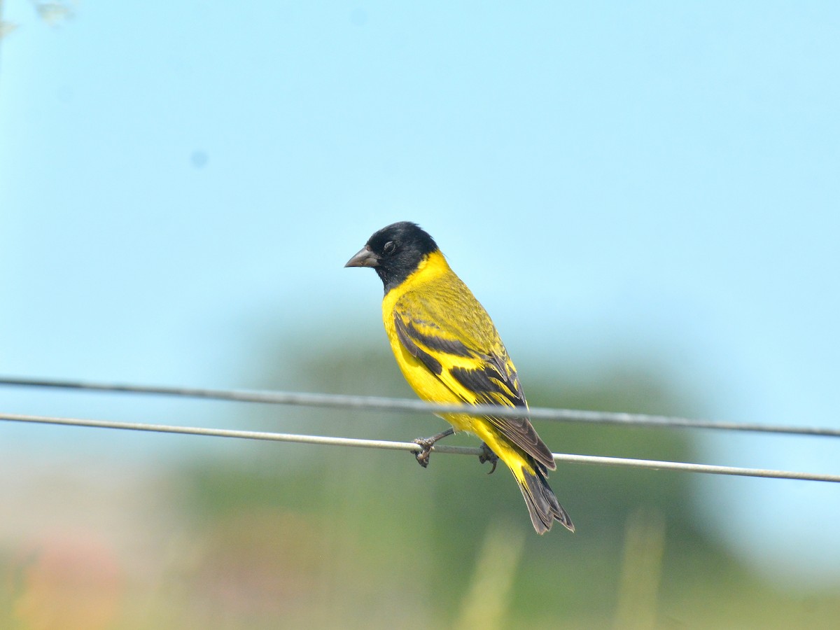 čížek jihoamerický - ML645613349