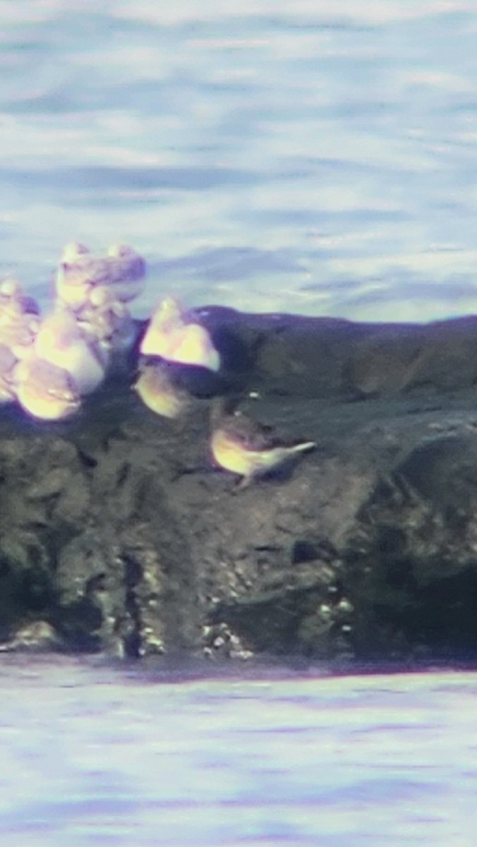 Purple Sandpiper - ML645613355