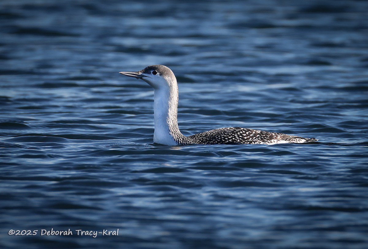 Red-throated Loon - ML645613362