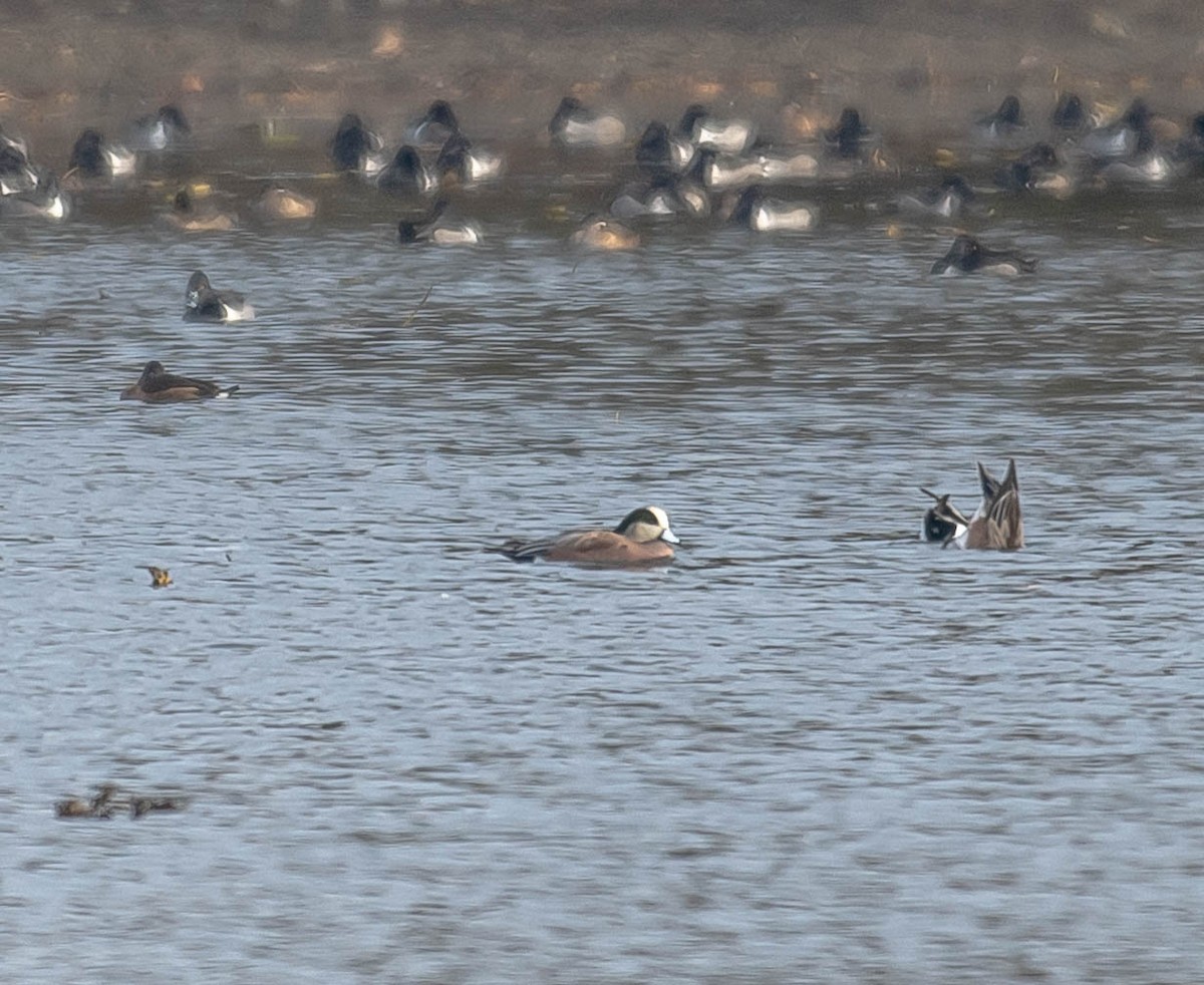 American Wigeon - ML645613367