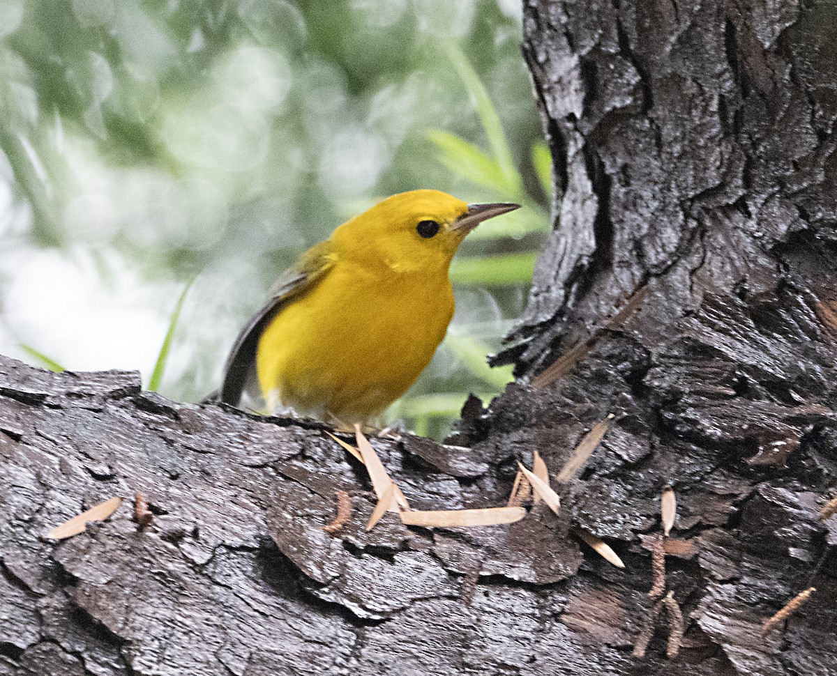 Prothonotary Warbler - ML645613372
