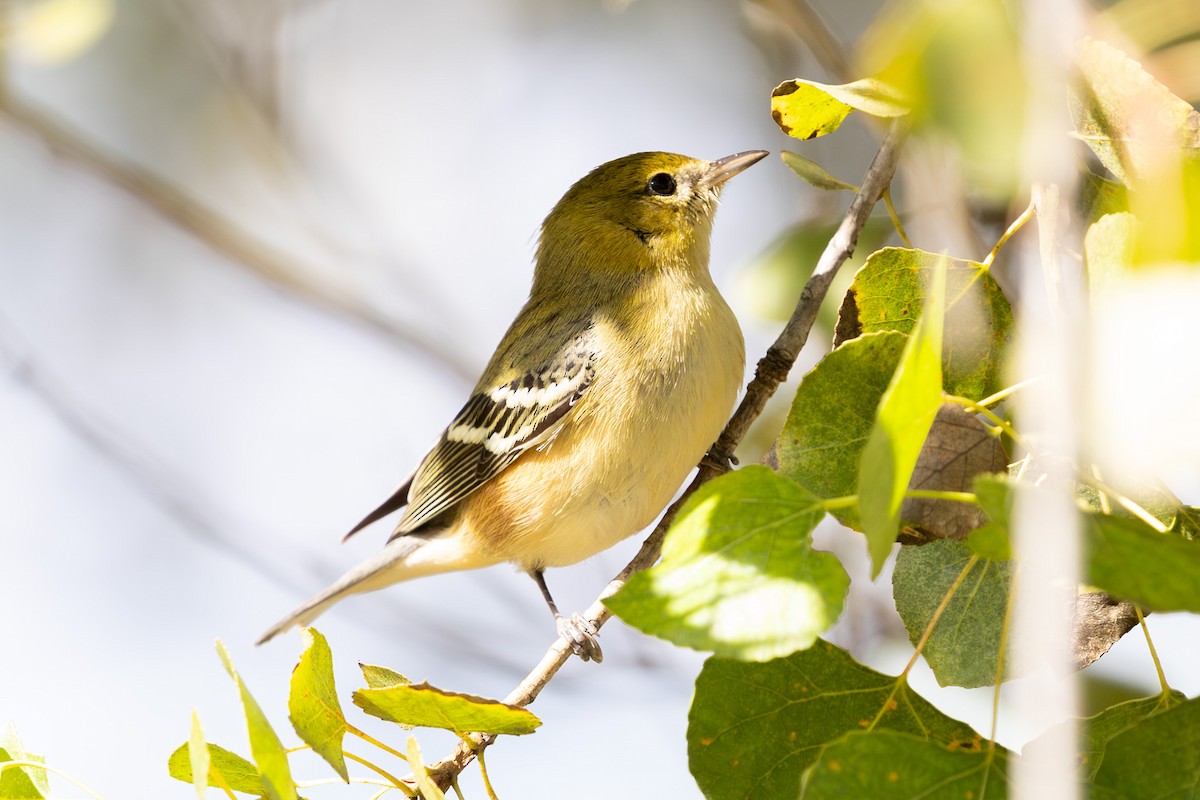Bay-breasted Warbler - ML645613373
