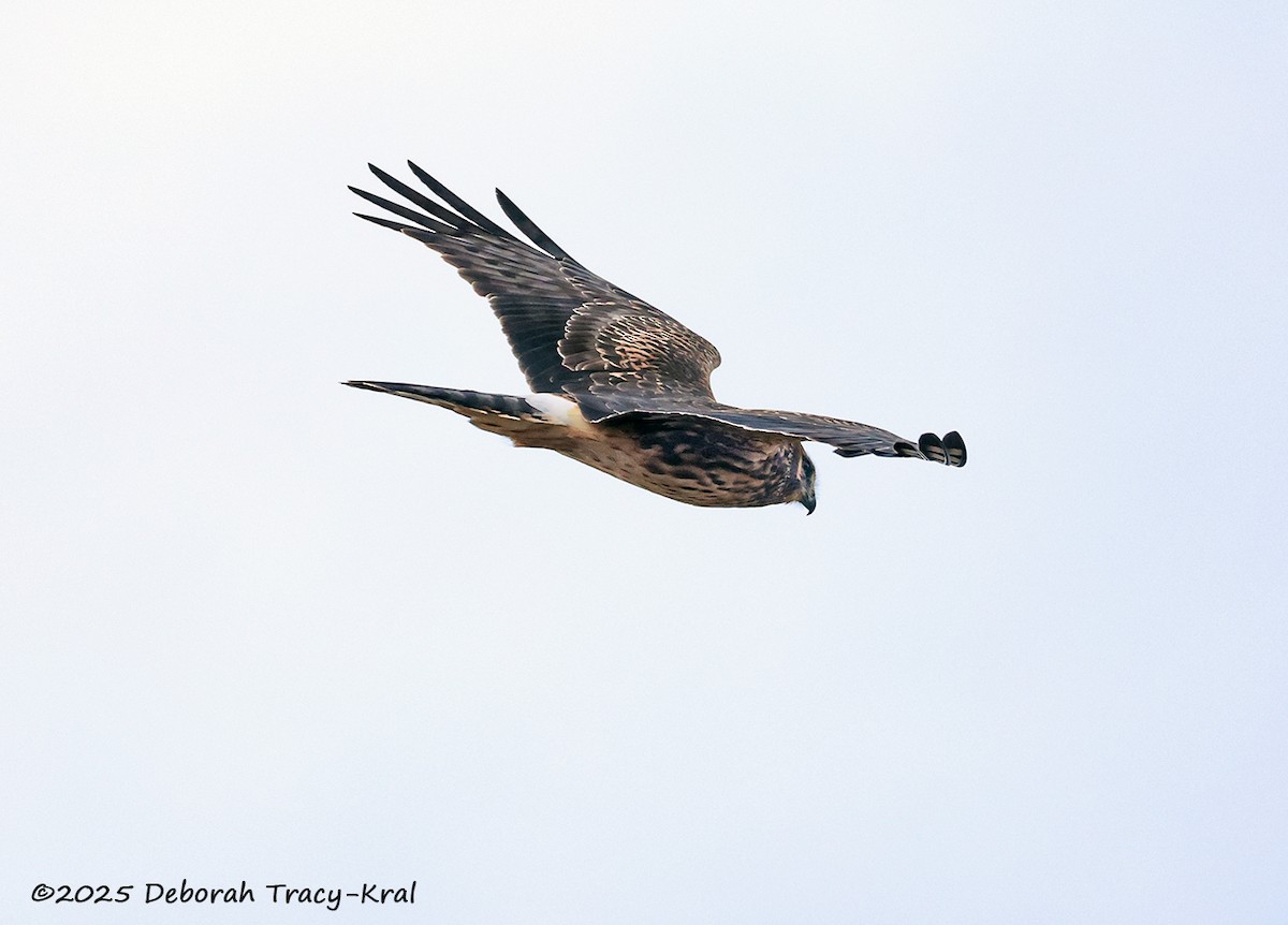 Northern Harrier - ML645613374