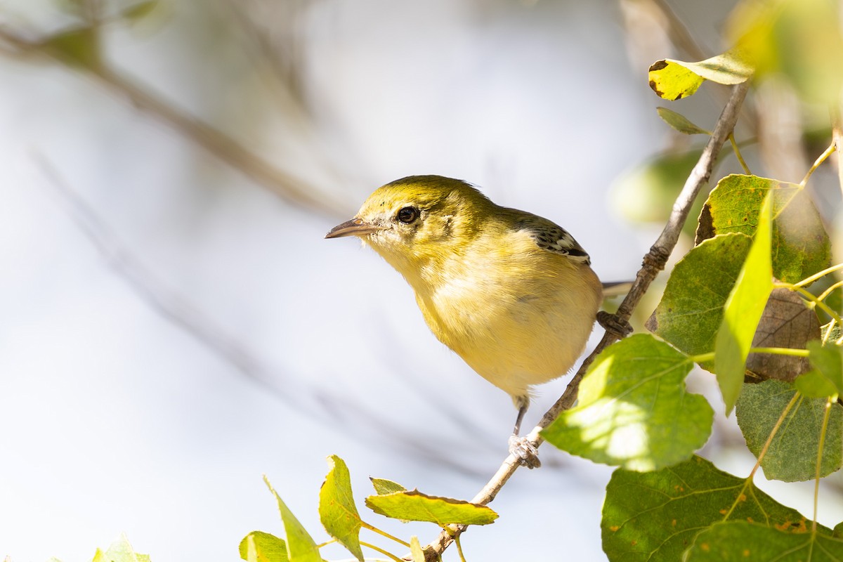 Bay-breasted Warbler - ML645613375