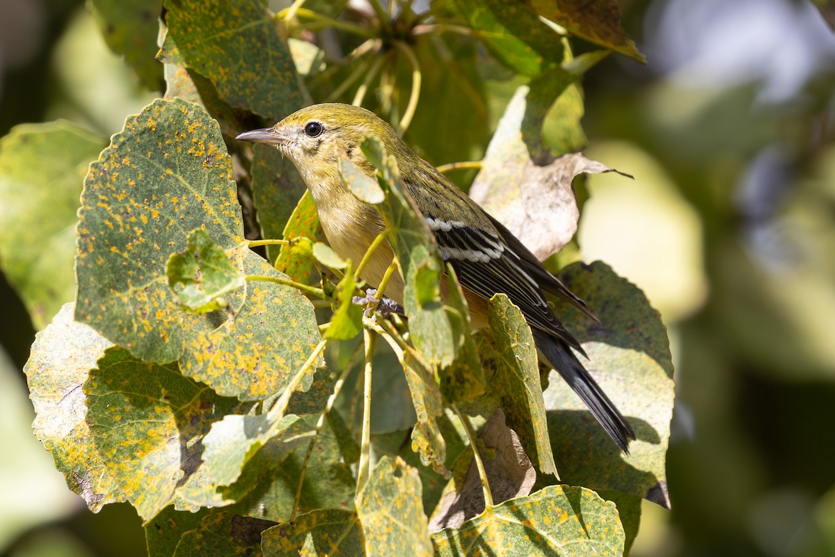 Bay-breasted Warbler - ML645613380