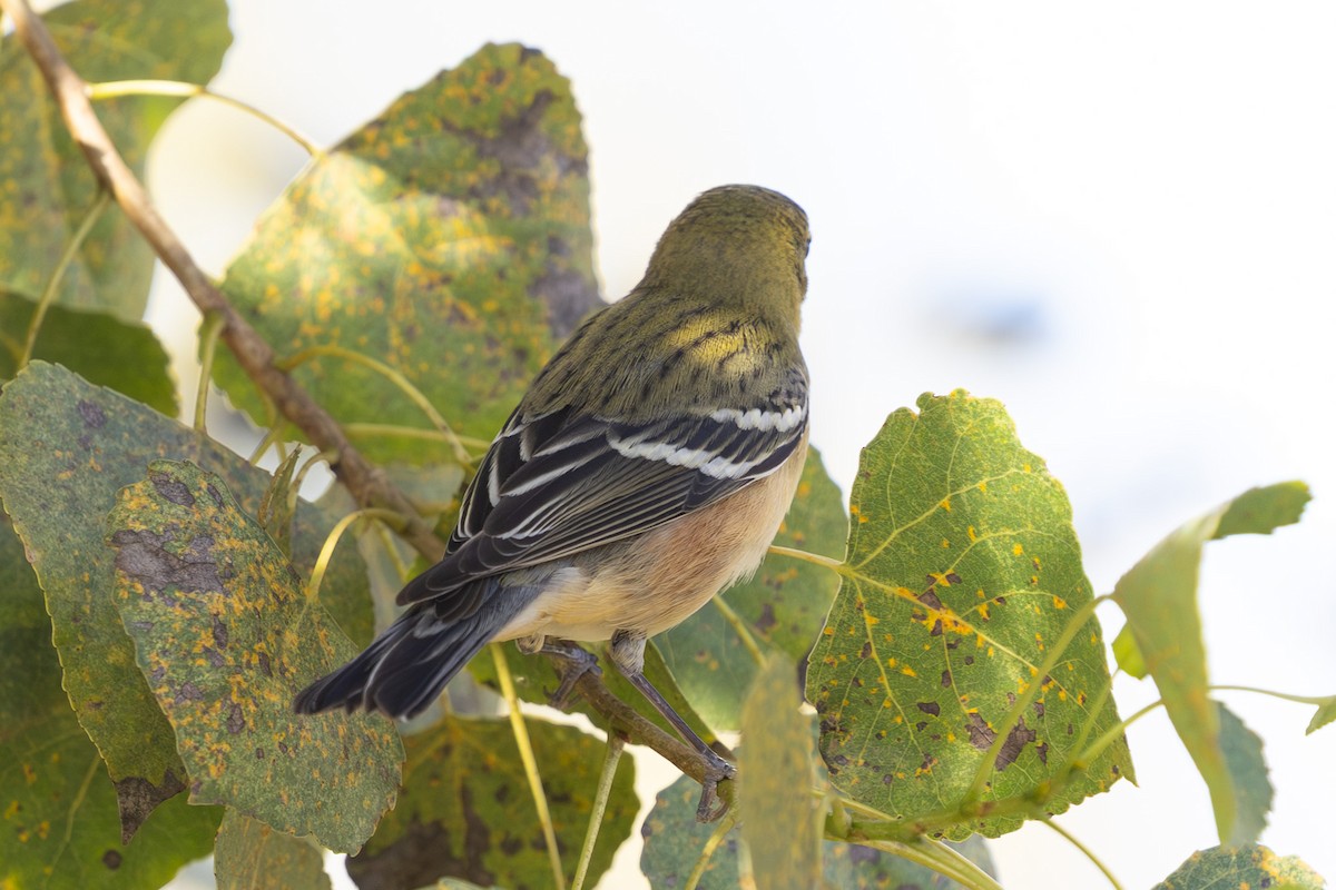 Bay-breasted Warbler - ML645613383
