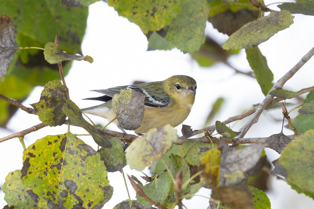 Bay-breasted Warbler - ML645613384