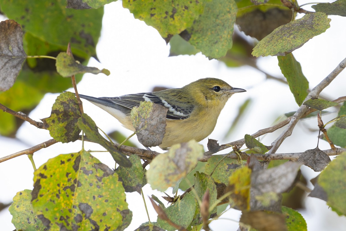 Bay-breasted Warbler - ML645613386
