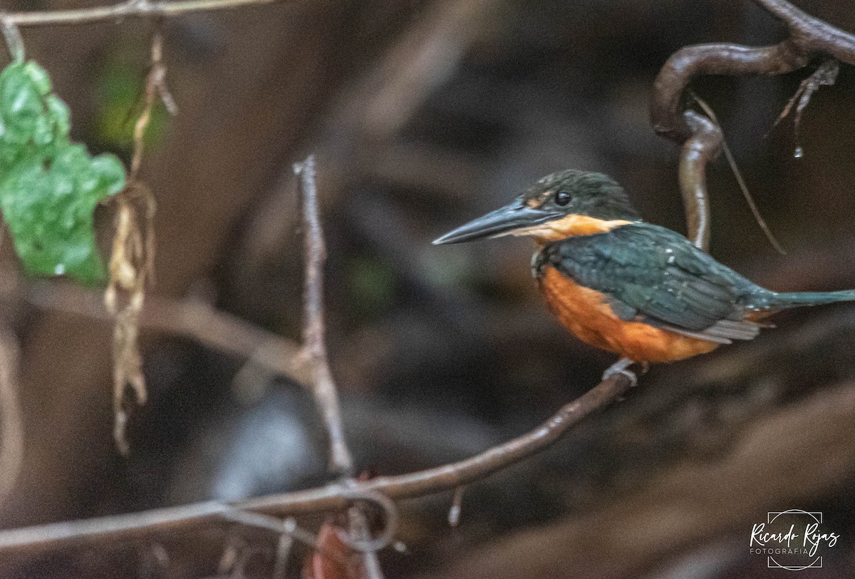 Зелёно-рыжий зимородок - ML645613387