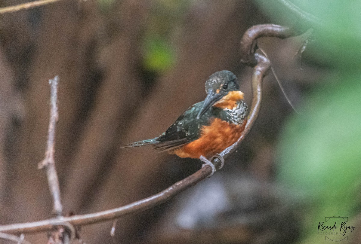 Зелёно-рыжий зимородок - ML645613388