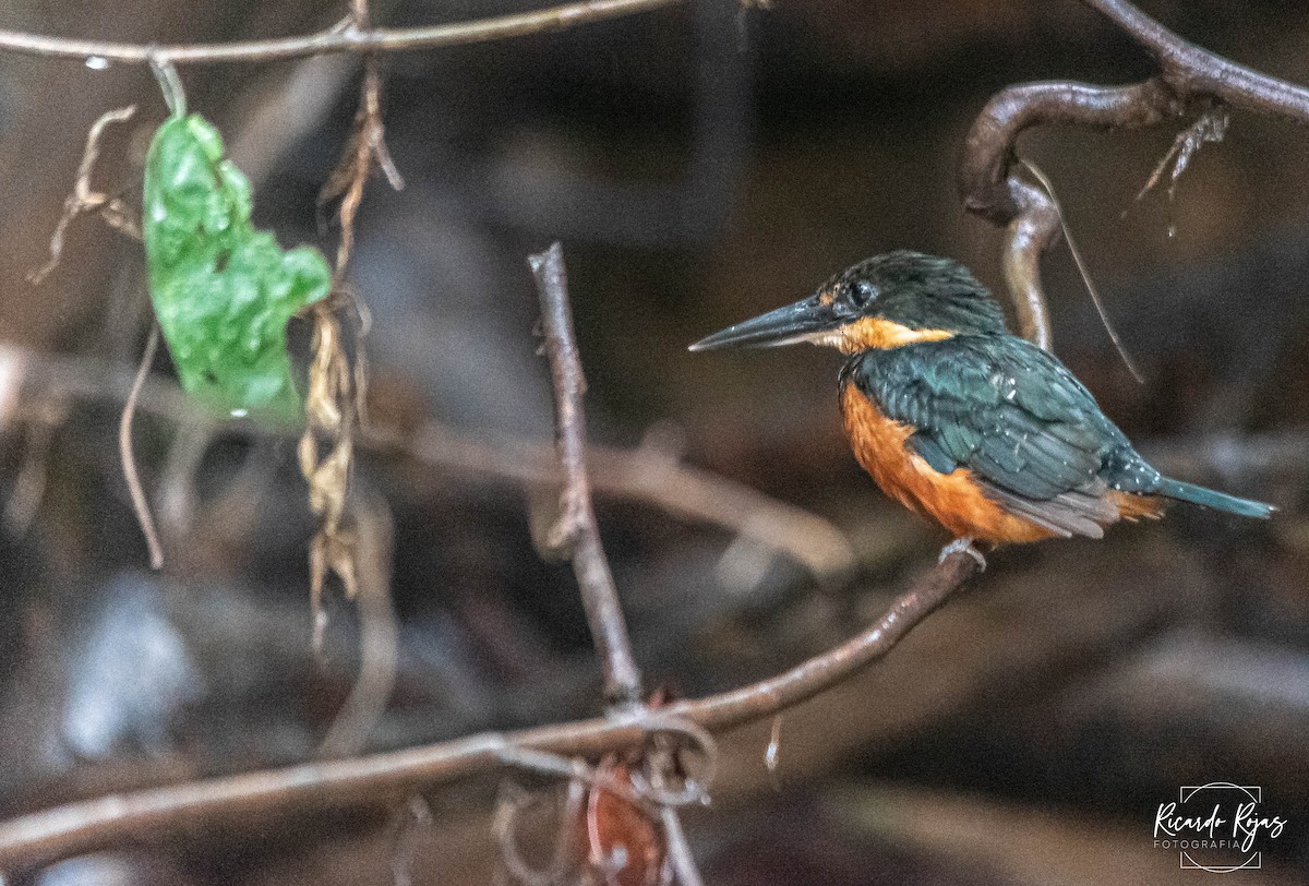 Зелёно-рыжий зимородок - ML645613389