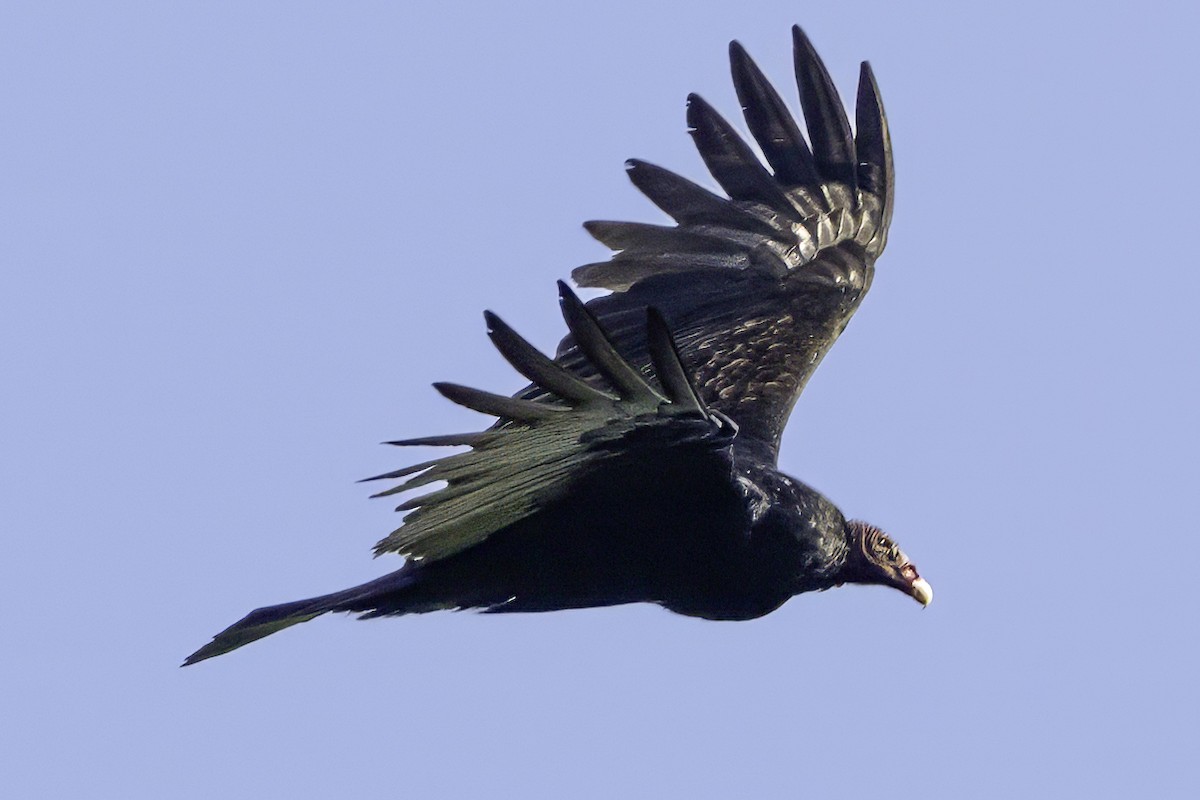 Turkey Vulture (Northern) - ML645613390