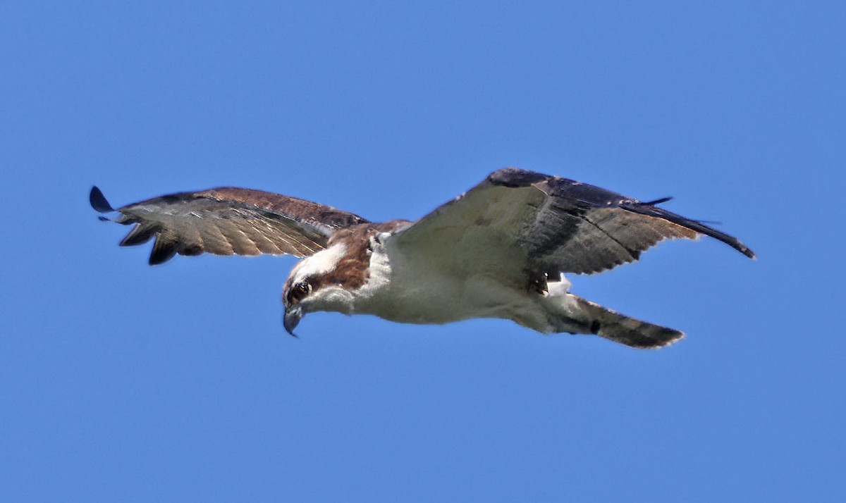 Arrano arrantzalea - ML645613391