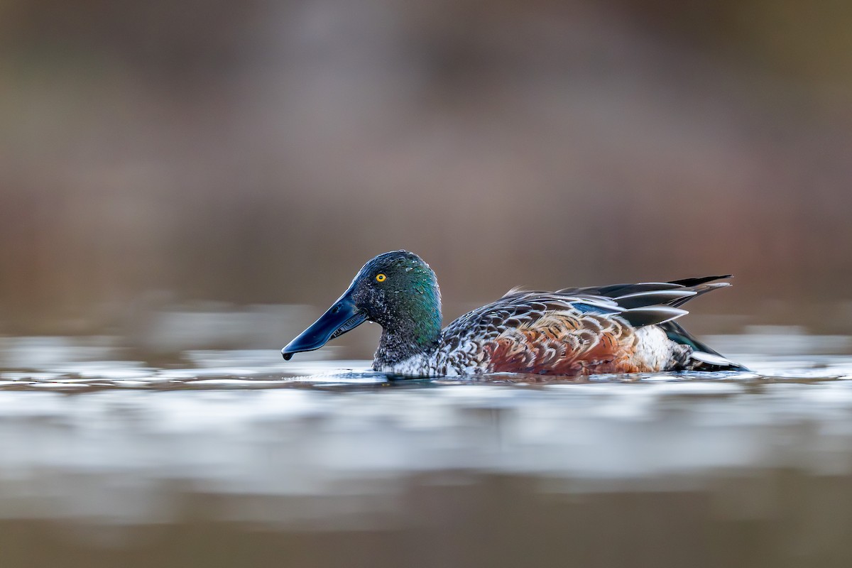 lžičák pestrý - ML645613395