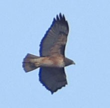 Zapelatz buztangorria - ML645613398