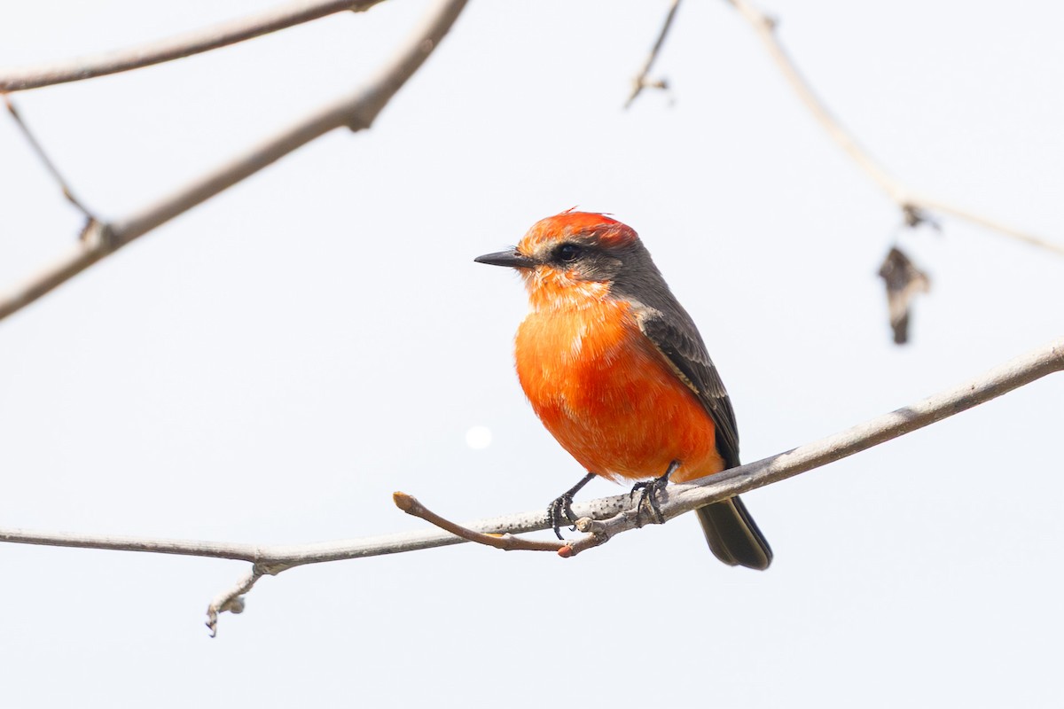Vermilion Flycatcher - ML645613399