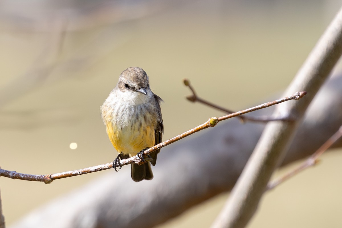 Vermilion Flycatcher - ML645613400