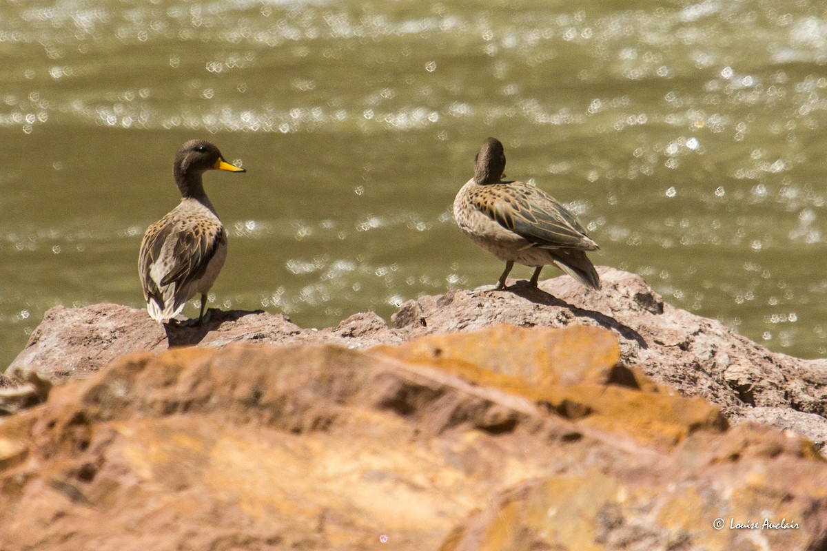 Yellow-billed Teal - ML645613402