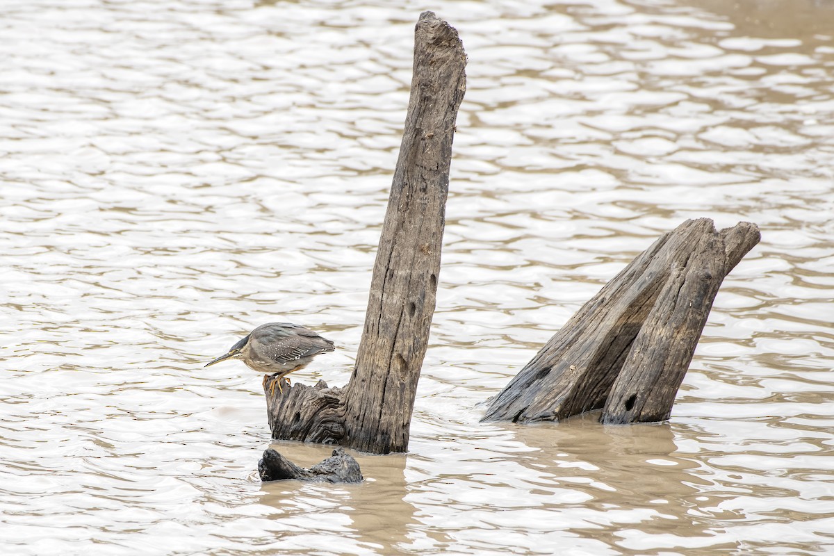 volavka malá - ML645613410