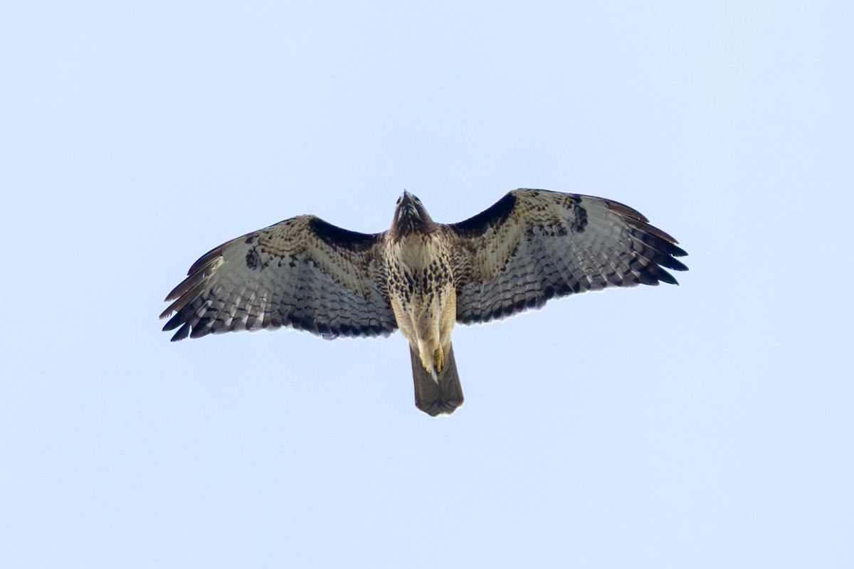 Red-tailed Hawk - ML645613412