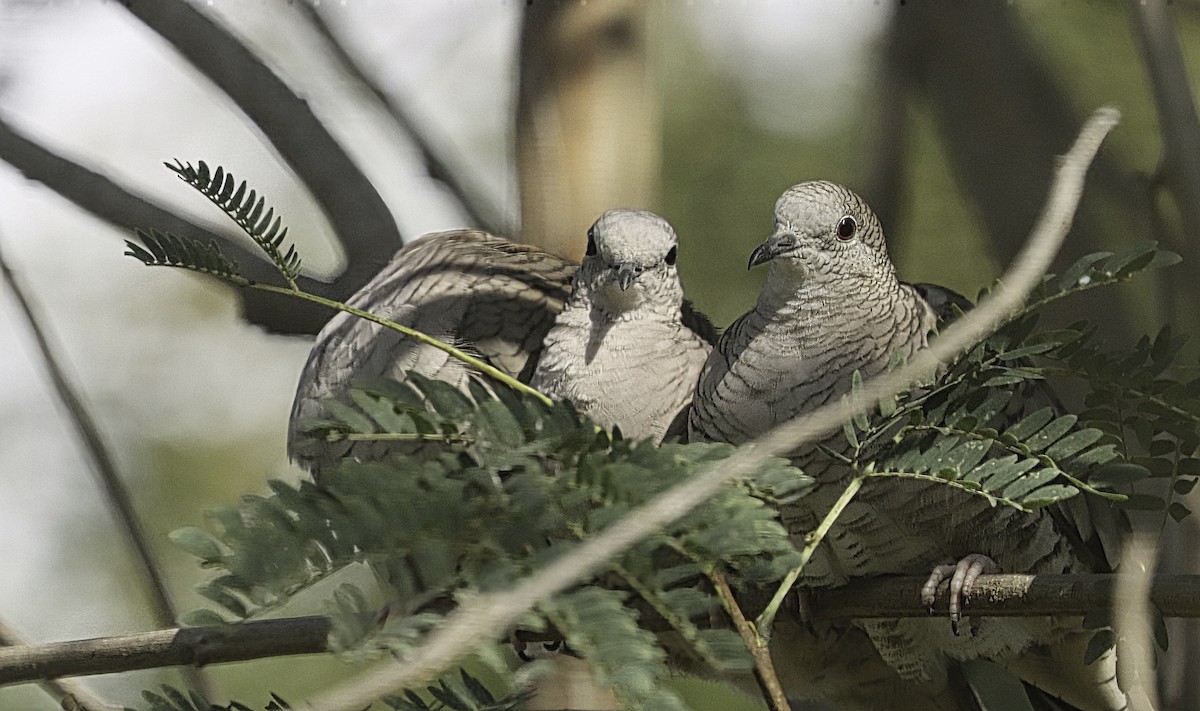 Inca Dove - ML645613417