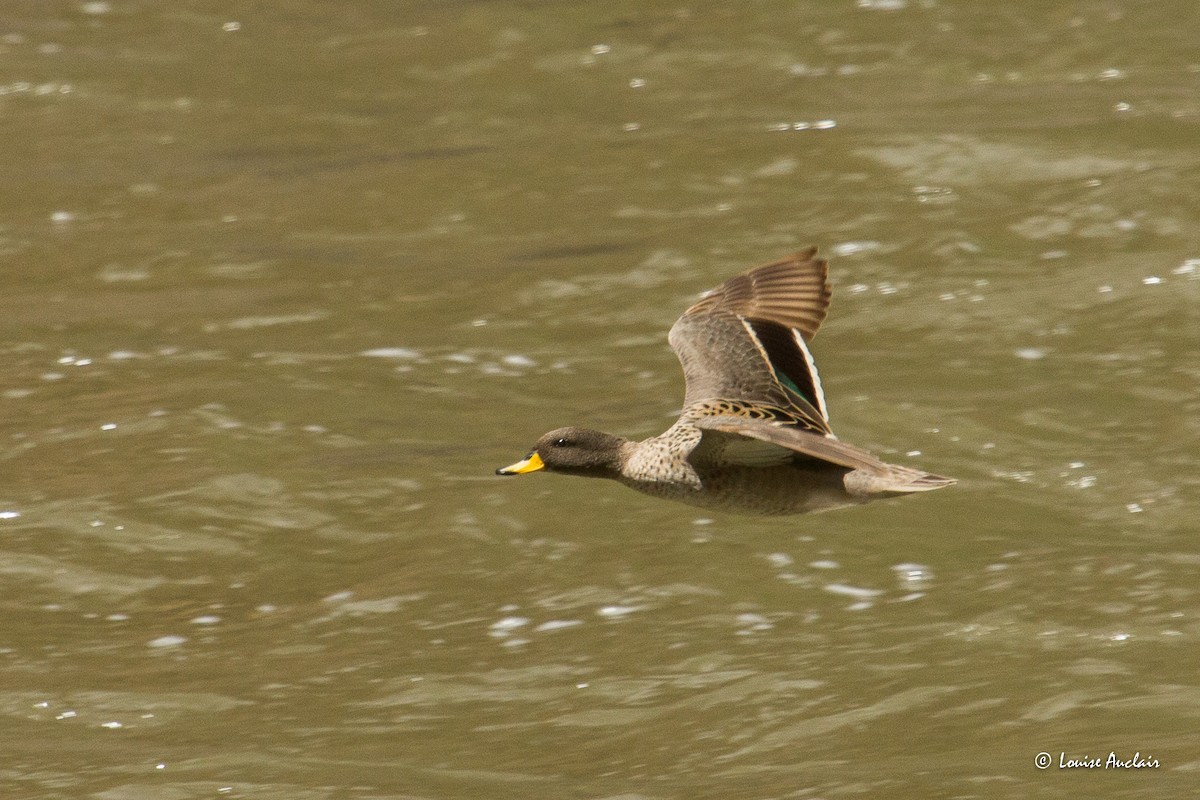 Yellow-billed Teal - ML645613420