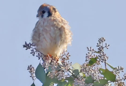 Belatz amerikarra - ML645613425