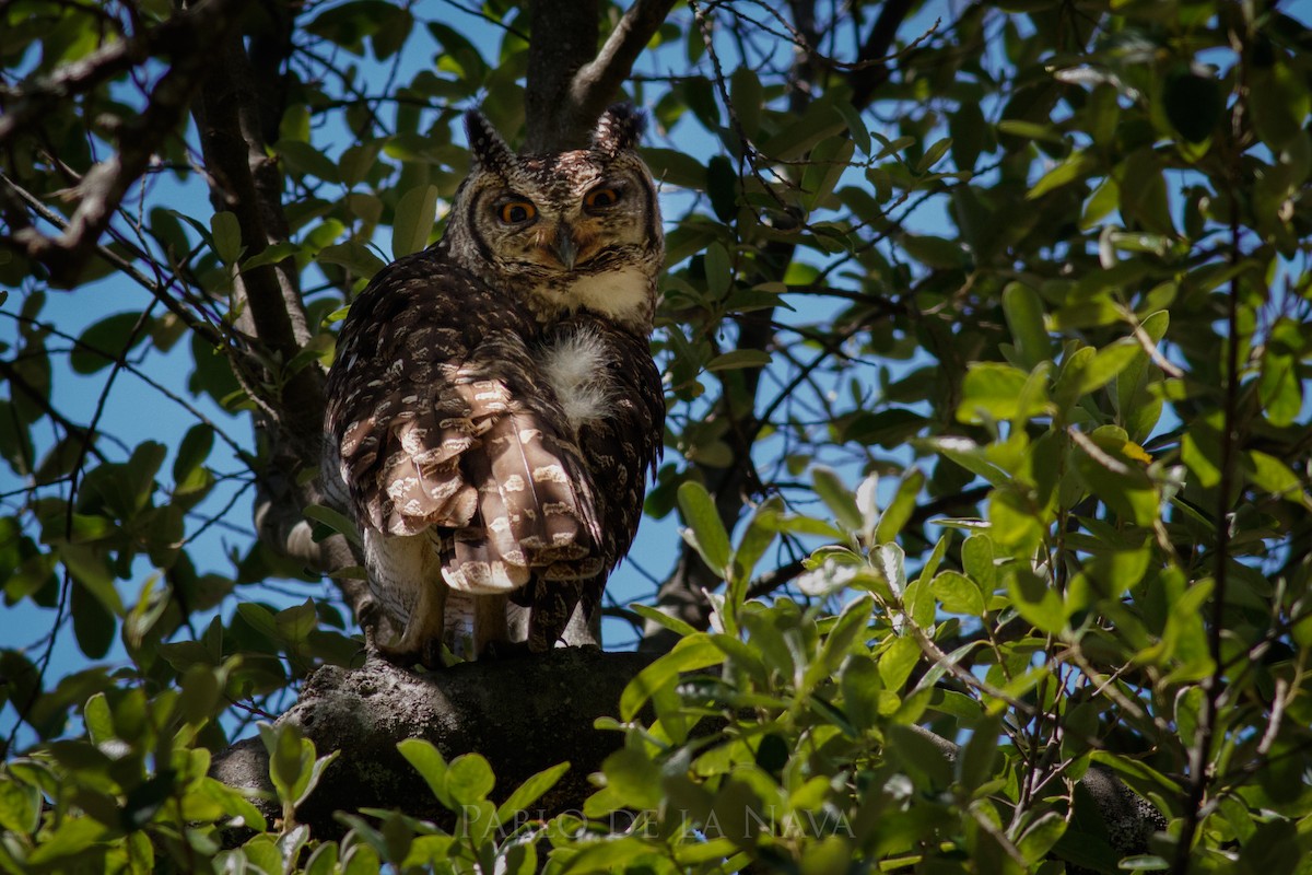 Spotted Eagle-Owl - ML645613432
