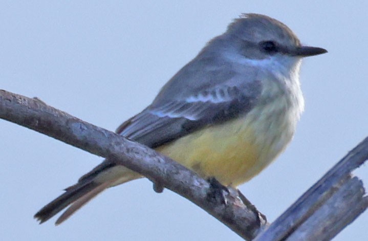 Vermilion Flycatcher - ML645613434