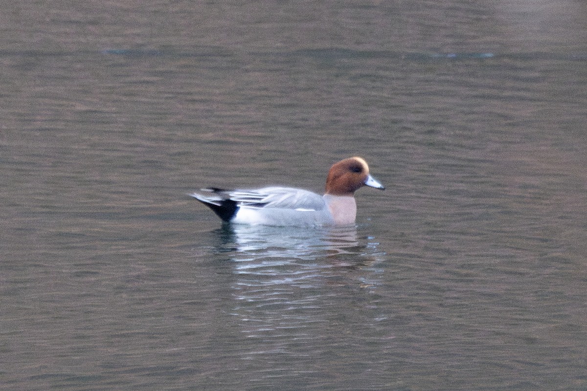 Зээрд нугас - ML645613436