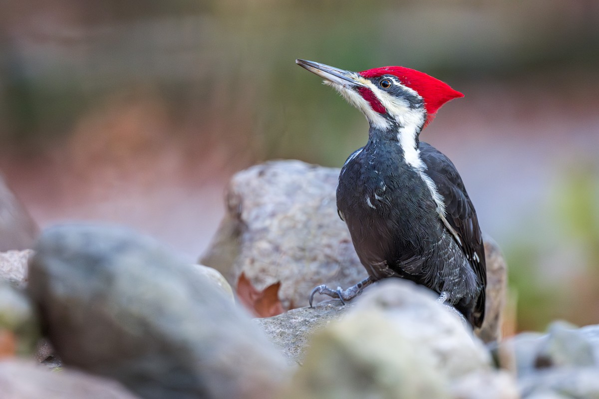 Жовна північна - ML645613437