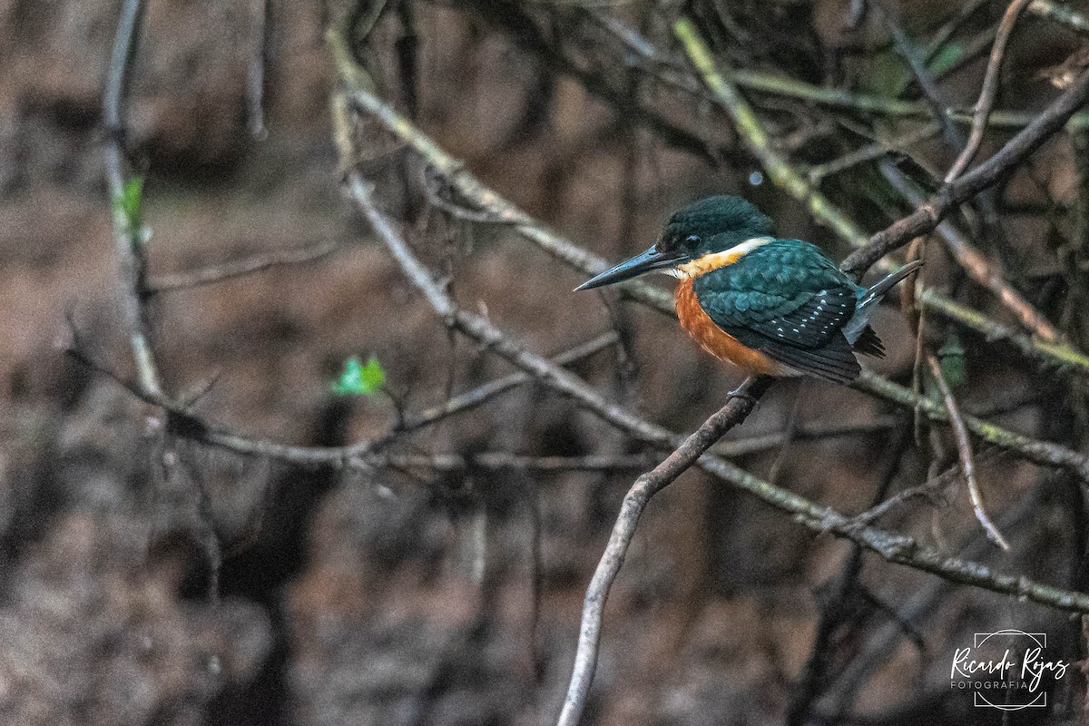 Erzfischer - ML645613439