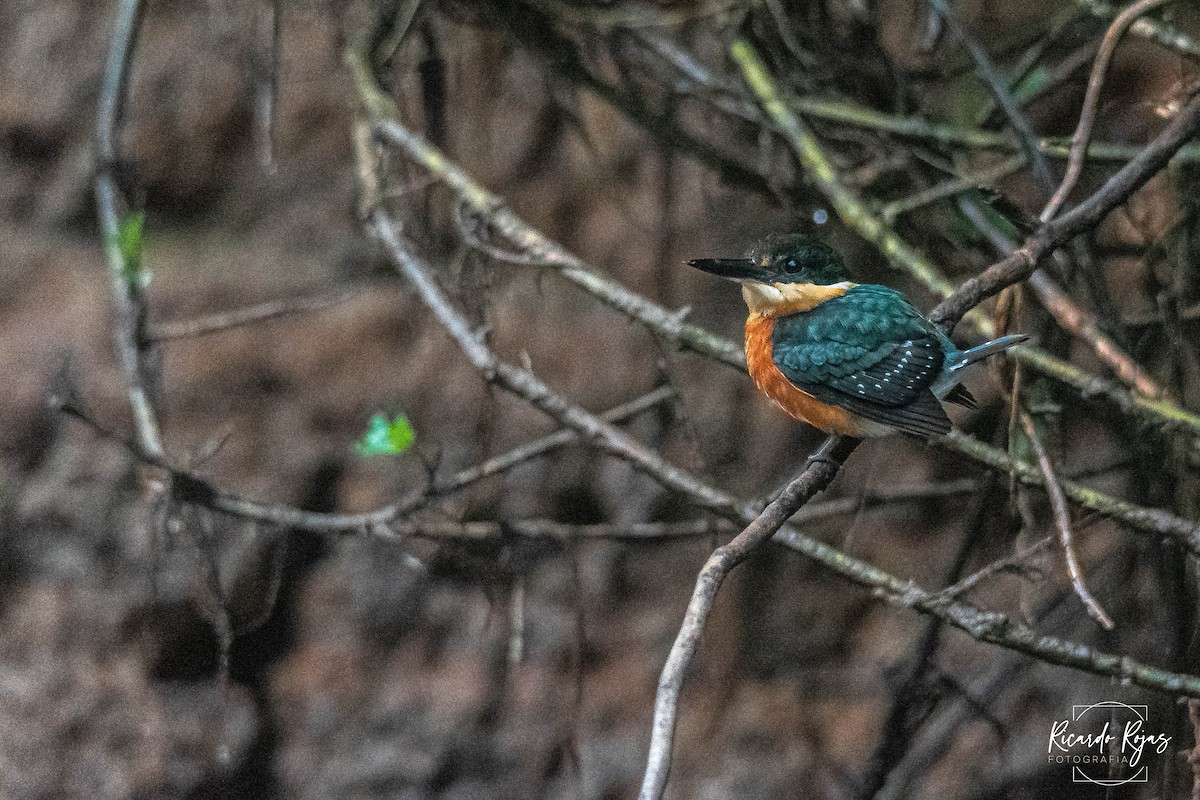 Erzfischer - ML645613440