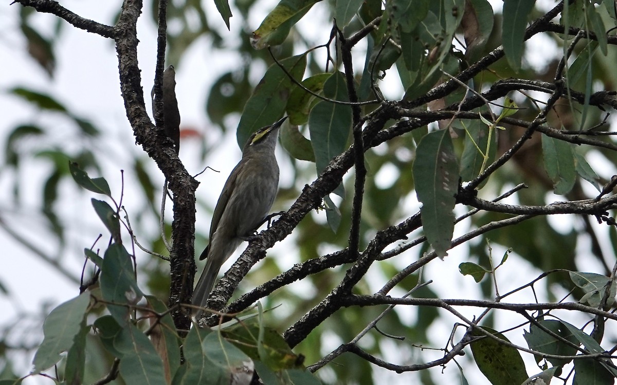 Yellow-faced Honeyeater - ML645613441