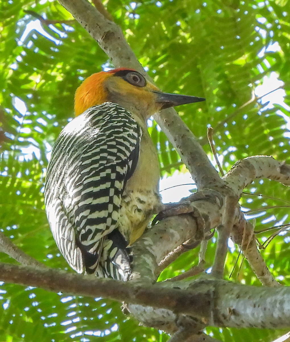 Pic élégant - ML645613453