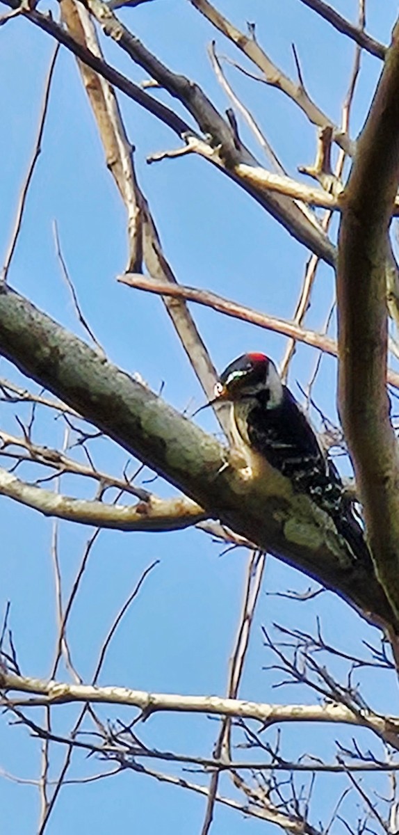 Downy Woodpecker - ML645613456