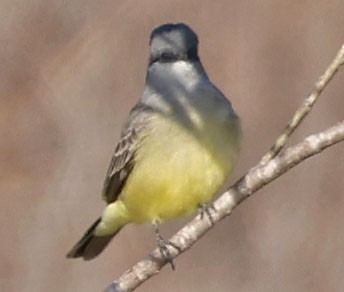 Cassin's Kingbird - ML645613457