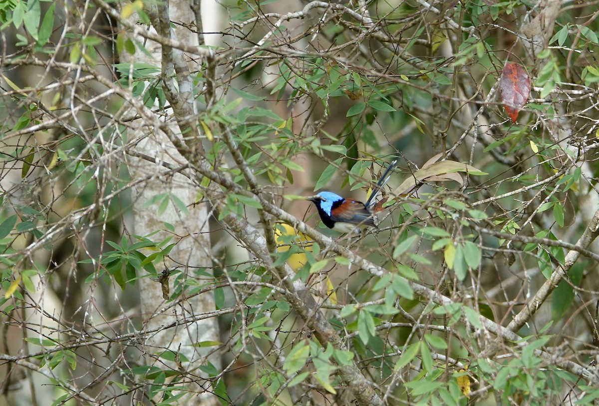 Lovely Fairywren - ML645613461