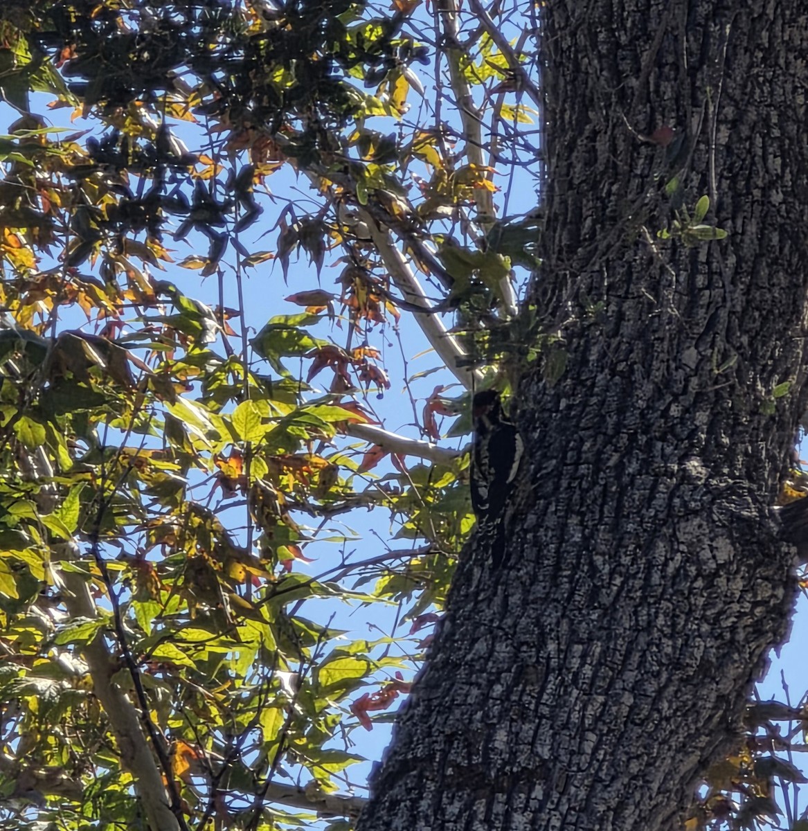 Red-naped Sapsucker - ML645613463