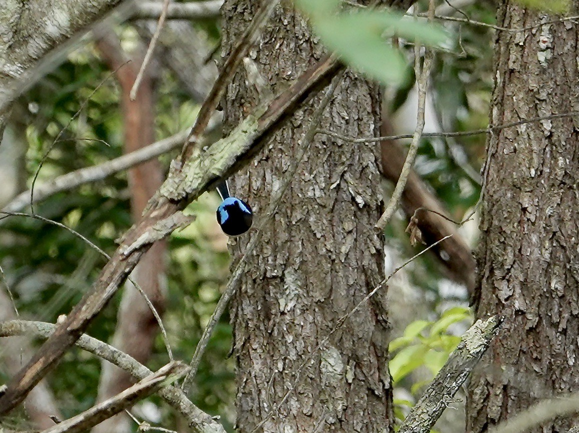 Lovely Fairywren - ML645613464