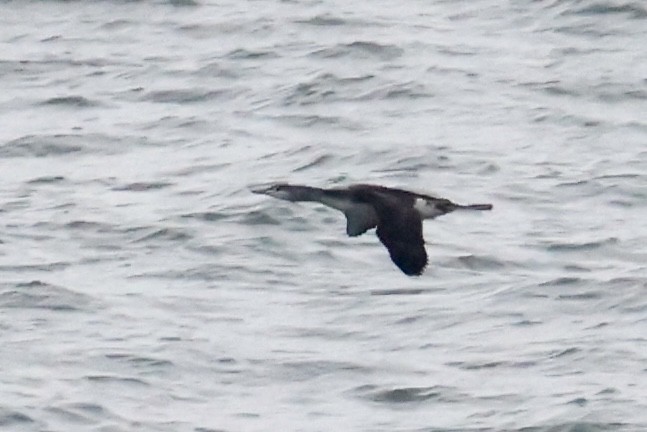 Red-throated Loon - ML645613469