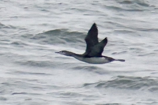 Red-throated Loon - ML645613471