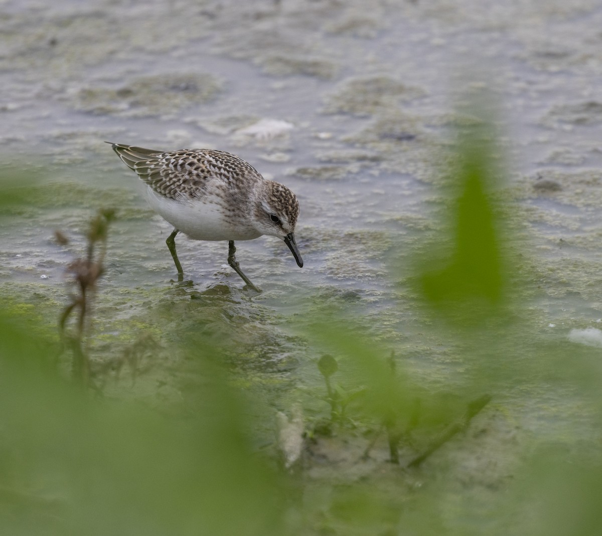 Semipalmated Sandpiper - ML645613473