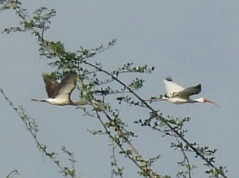 Белый ибис - ML645613474