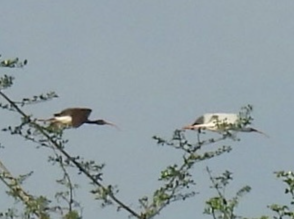 Белый ибис - ML645613475