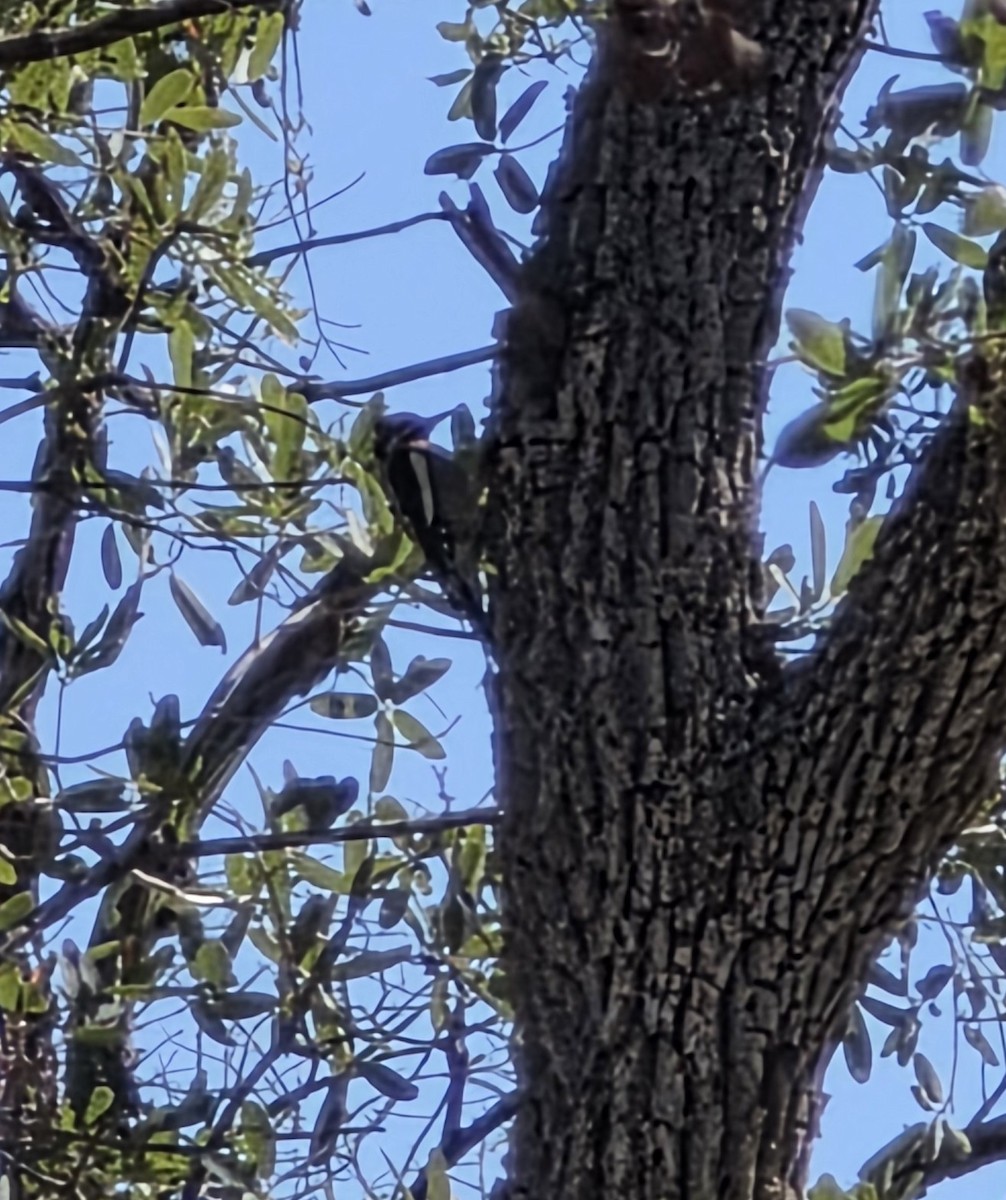 Red-naped Sapsucker - ML645613476