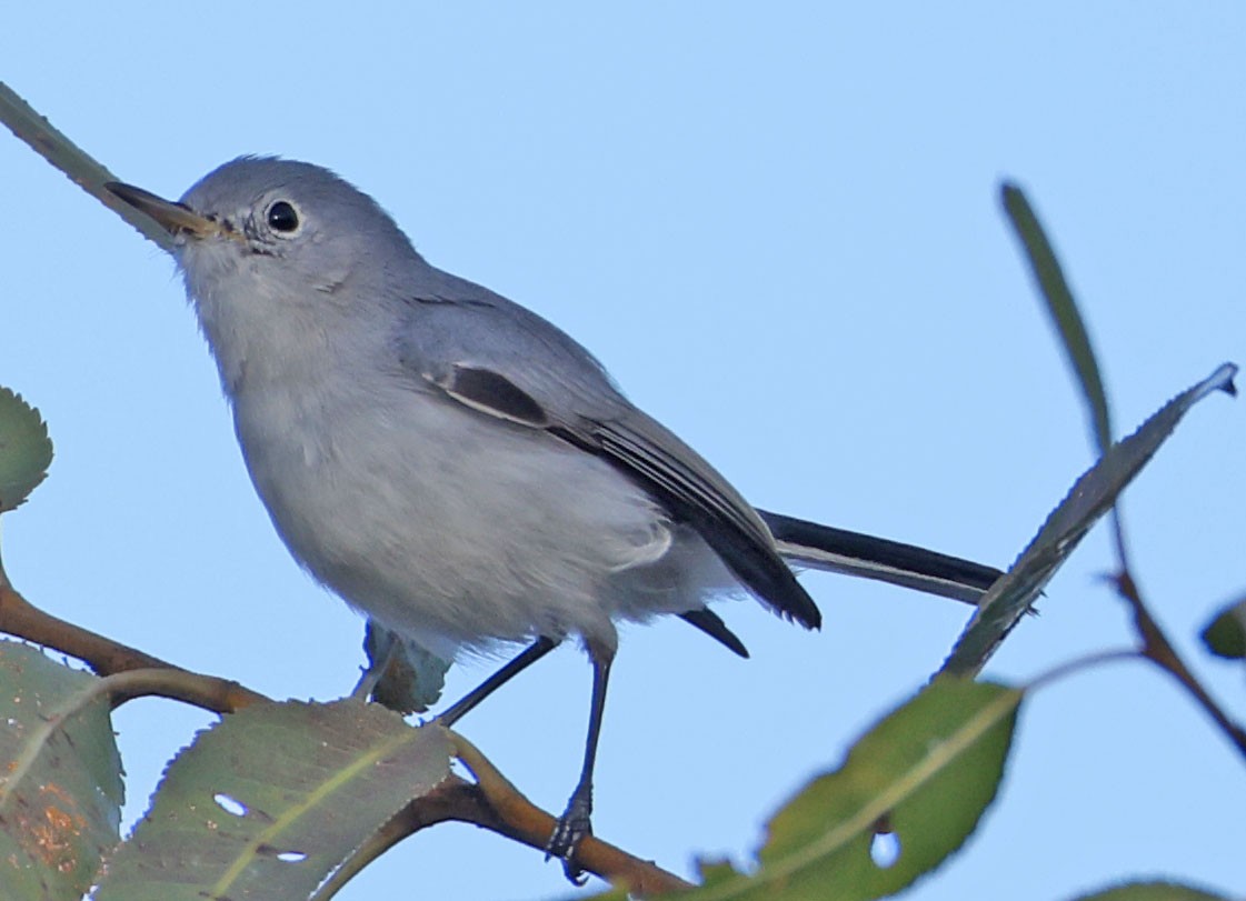 Blue-gray Gnatcatcher - ML645613479