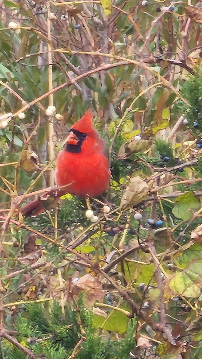 Northern Cardinal - ML645613480